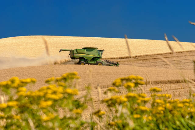 Combine harvesting a wheat field on rolling hills