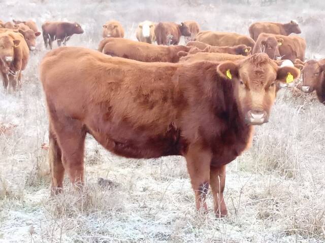 Young red Angus heifer standing in a frosty pasture with a herd of heifers behind her