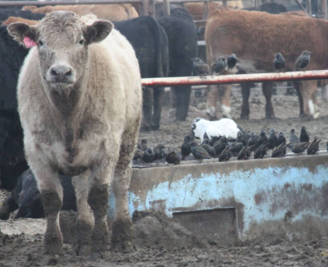 Light-colored beef steer standing in a feedlot pen with other cattle behind it