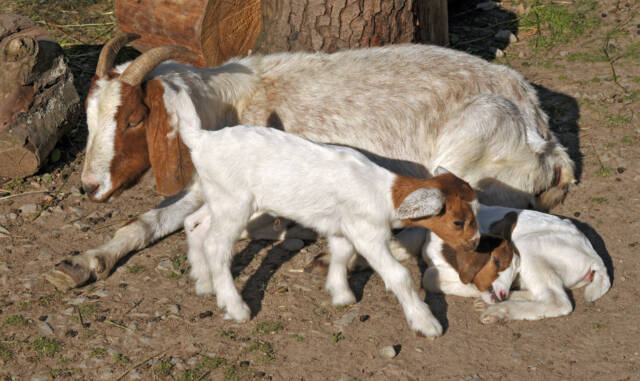 Boer goat doe with two kids
