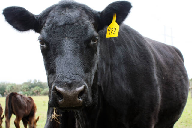 Close view of a mature black Angus cow with a yellow ear tag in a pasture